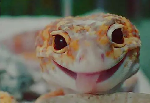 leopard gecko with tongue sticking out