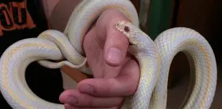 do corn snake bite hurt