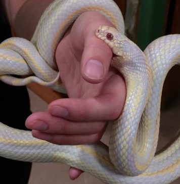 do corn snake bite hurt