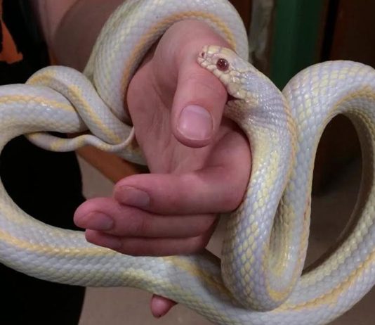 do corn snake bite hurt