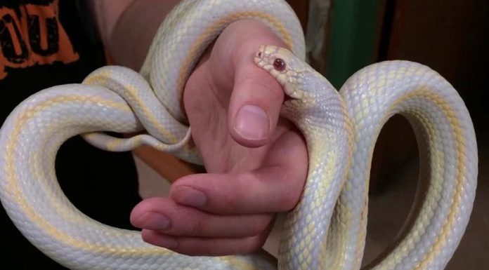do corn snake bite hurt