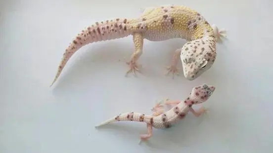 leopard gecko mother child duo