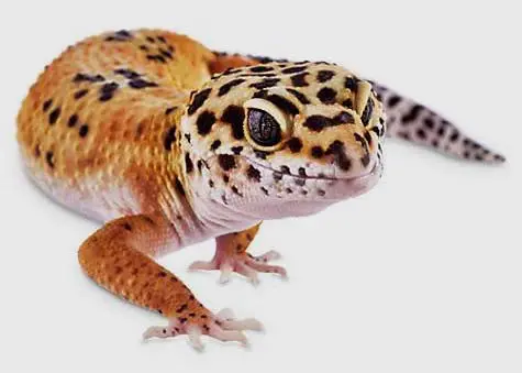 stealthy leopard gecko
