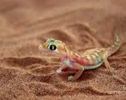 mini gecko