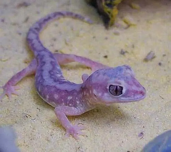 purple gecko