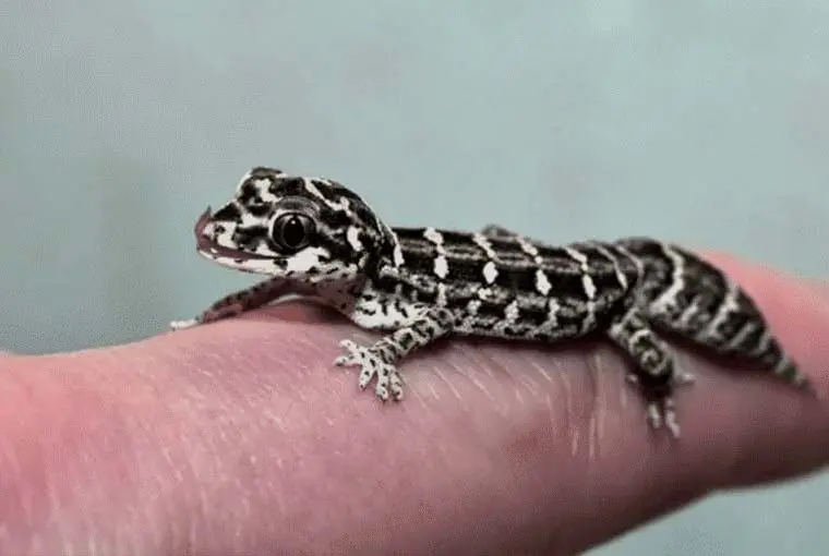 small gecko on finger