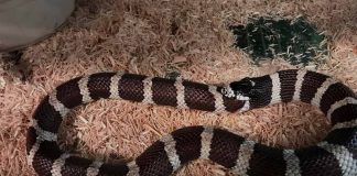 snake biting it's own tail