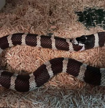 snake biting it's own tail