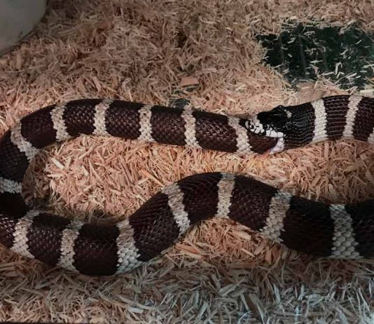 snake biting it's own tail