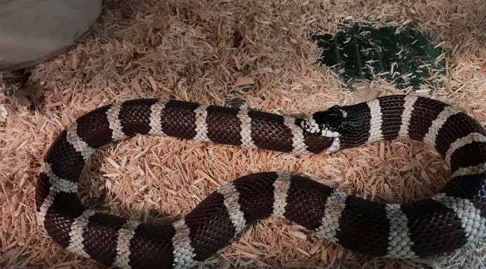 snake biting it's own tail