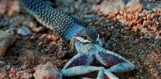 snake swallowing animal