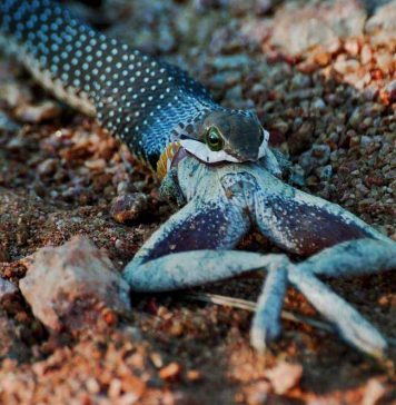 snake swallowing animal