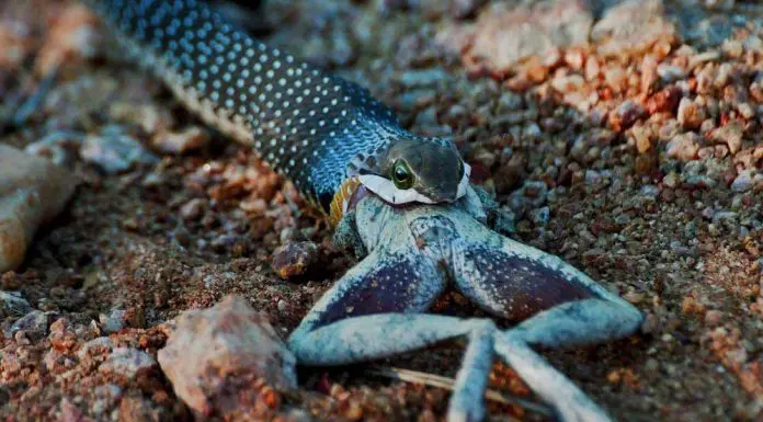 snake swallowing animal