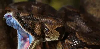 snake teeth and fangs