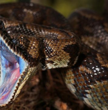 snake teeth and fangs