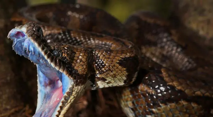 snake teeth and fangs