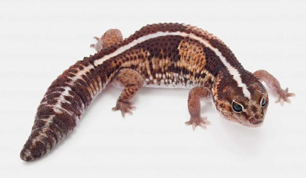 special color gecko