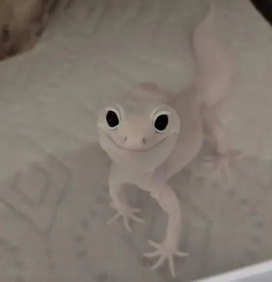 white gecko