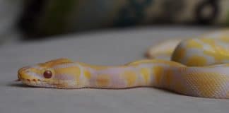 albino ball python