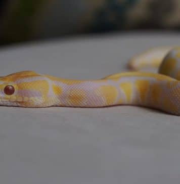 albino ball python