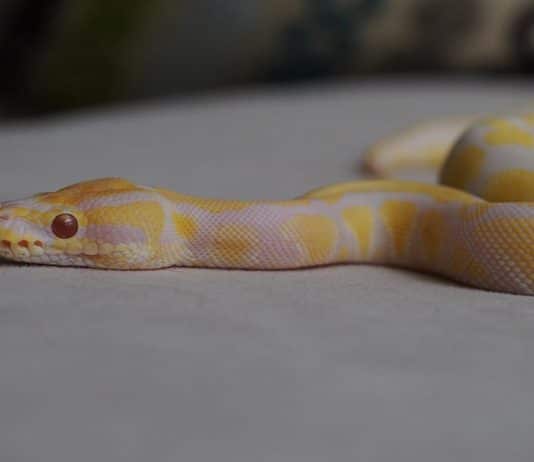 albino ball python