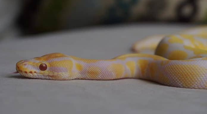 albino ball python