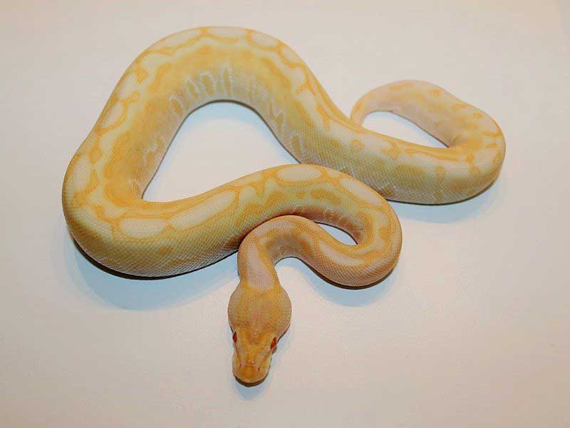 Albino Butter Ball Python