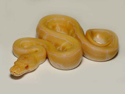 Albino Pinstripe Ball Python