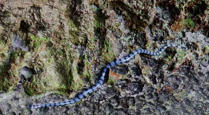 Belcher Sea Snake