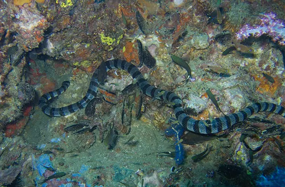 banded sea snake