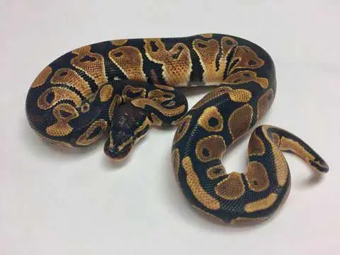 Het Albino Ball Python