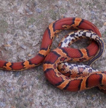 okeetee corn snake