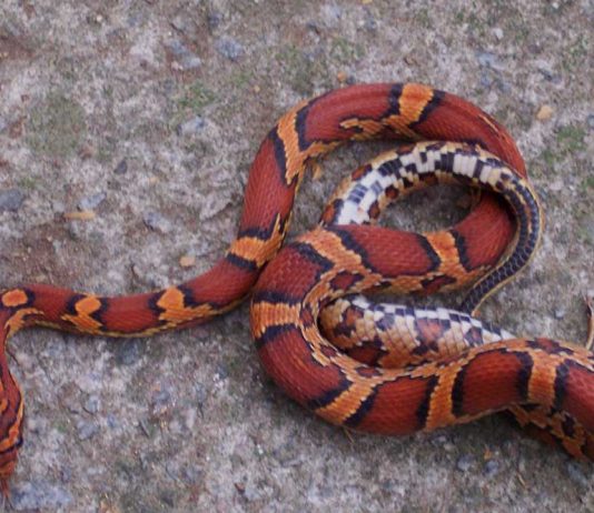 okeetee corn snake