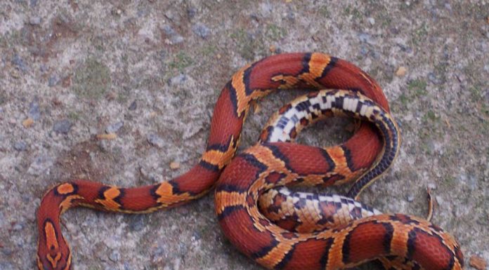 okeetee corn snake
