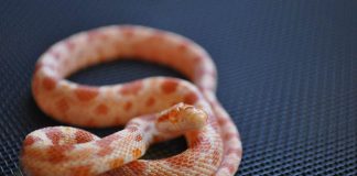 albino corn snake