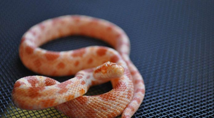 albino corn snake