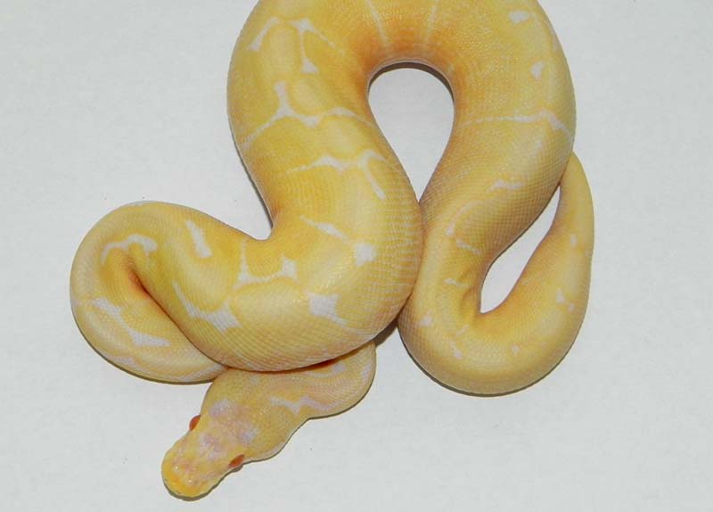albino spider ball python