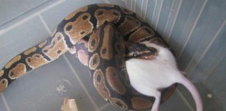ball python bite
