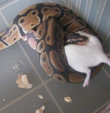 ball python bite
