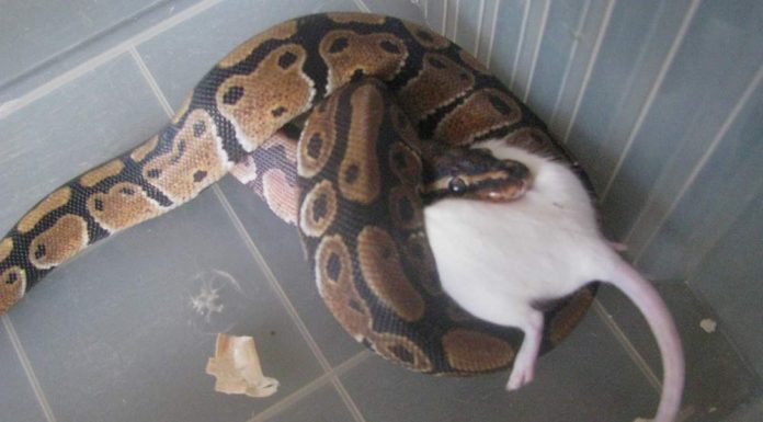 ball python bite