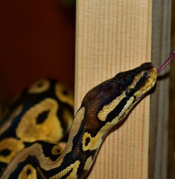 ball python enclosure