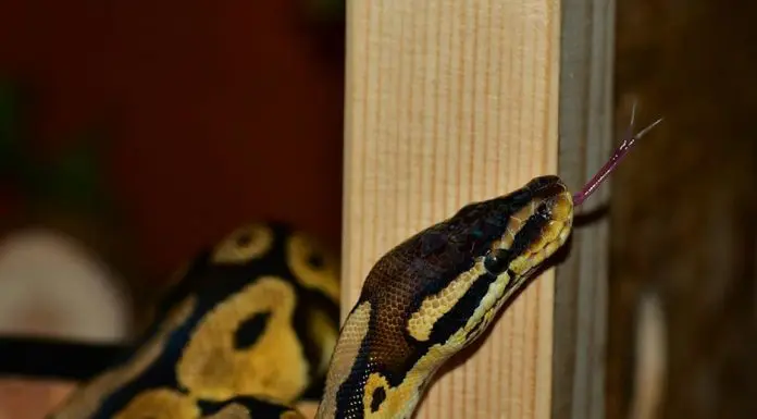 ball python enclosure