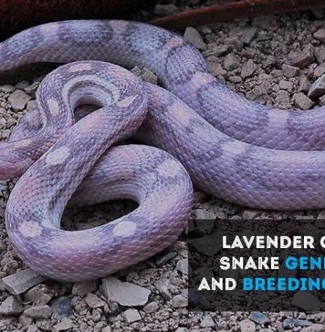 lavender corn snake