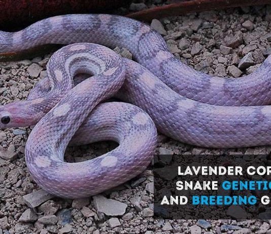 lavender corn snake