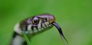 snake hissing