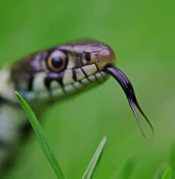 snake hissing