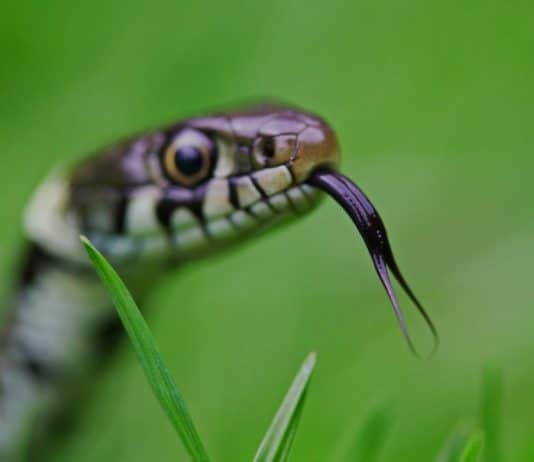 snake hissing
