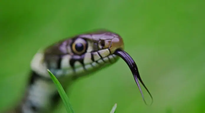snake hissing