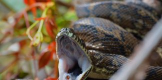 snake yawn