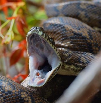 snake yawn